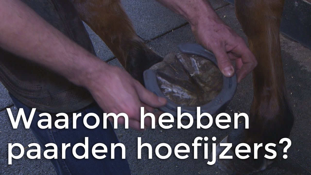 Waarom hebben paarden hoefijzers? | Vragen van Kinderen