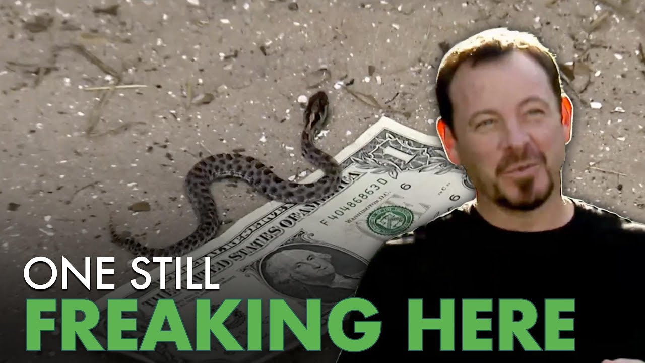 Pygmy Rattlesnake Hunt Goes Wrong Multiple Snakes | Python Hunters