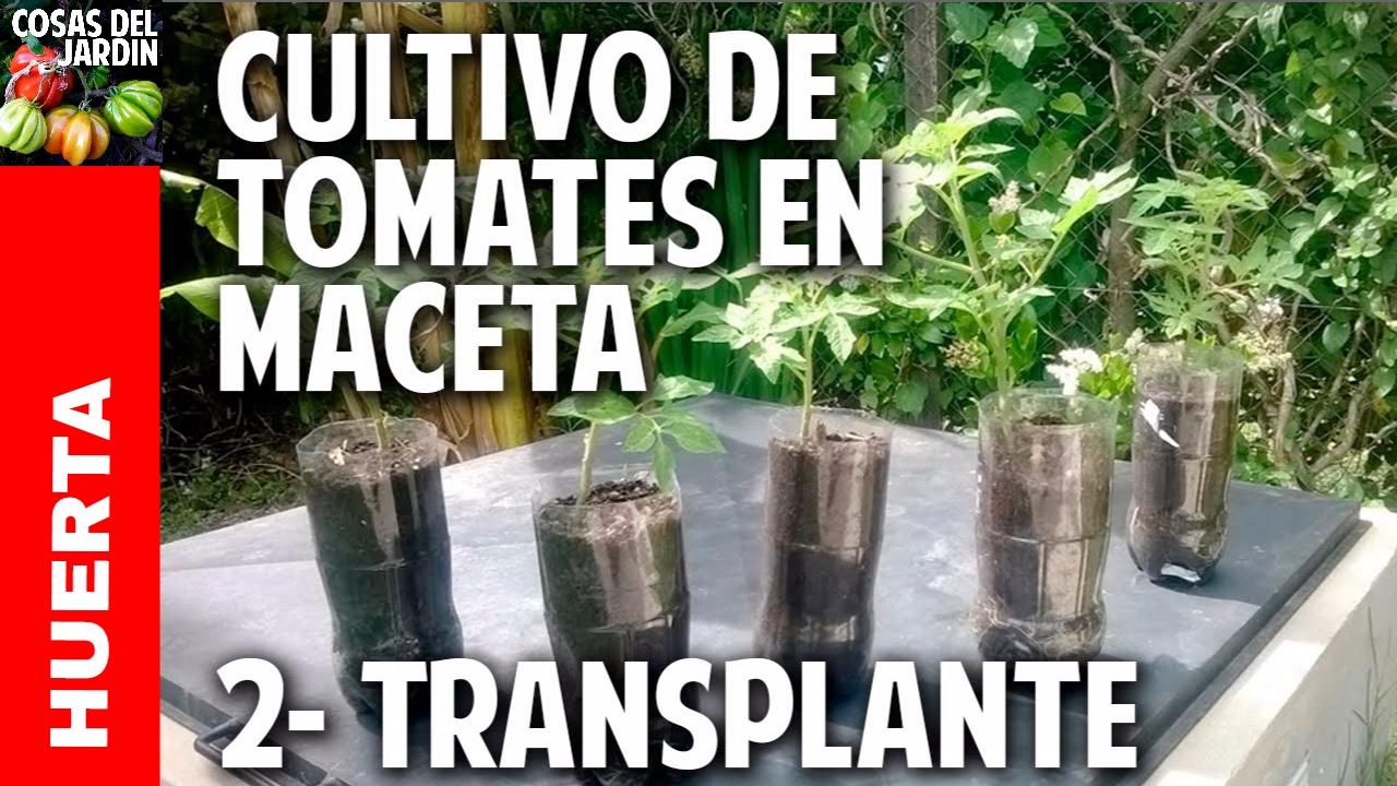Cultivo de Tomate Parte 2 - Primer transplante @cosasdeljardin