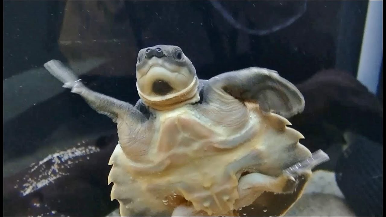 カメの赤ちゃん （ブタバナガメ、スッポンモドキ） / 名古屋港水族館