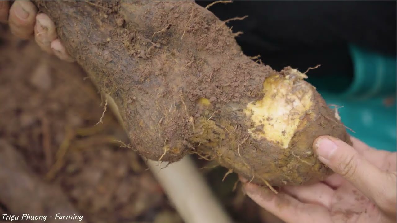 SHOCKING! Harvesting a Giant Cliff “Nine-Tailed Red Lotus” Worth $50,000 😱🌵 | Extreme Survival