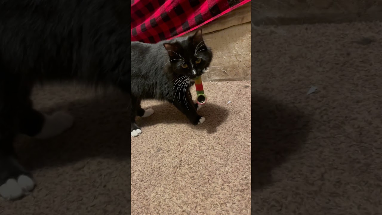 Stoner Cat Stole My Pipe!!😂 #cute #cat #shorts #fyp