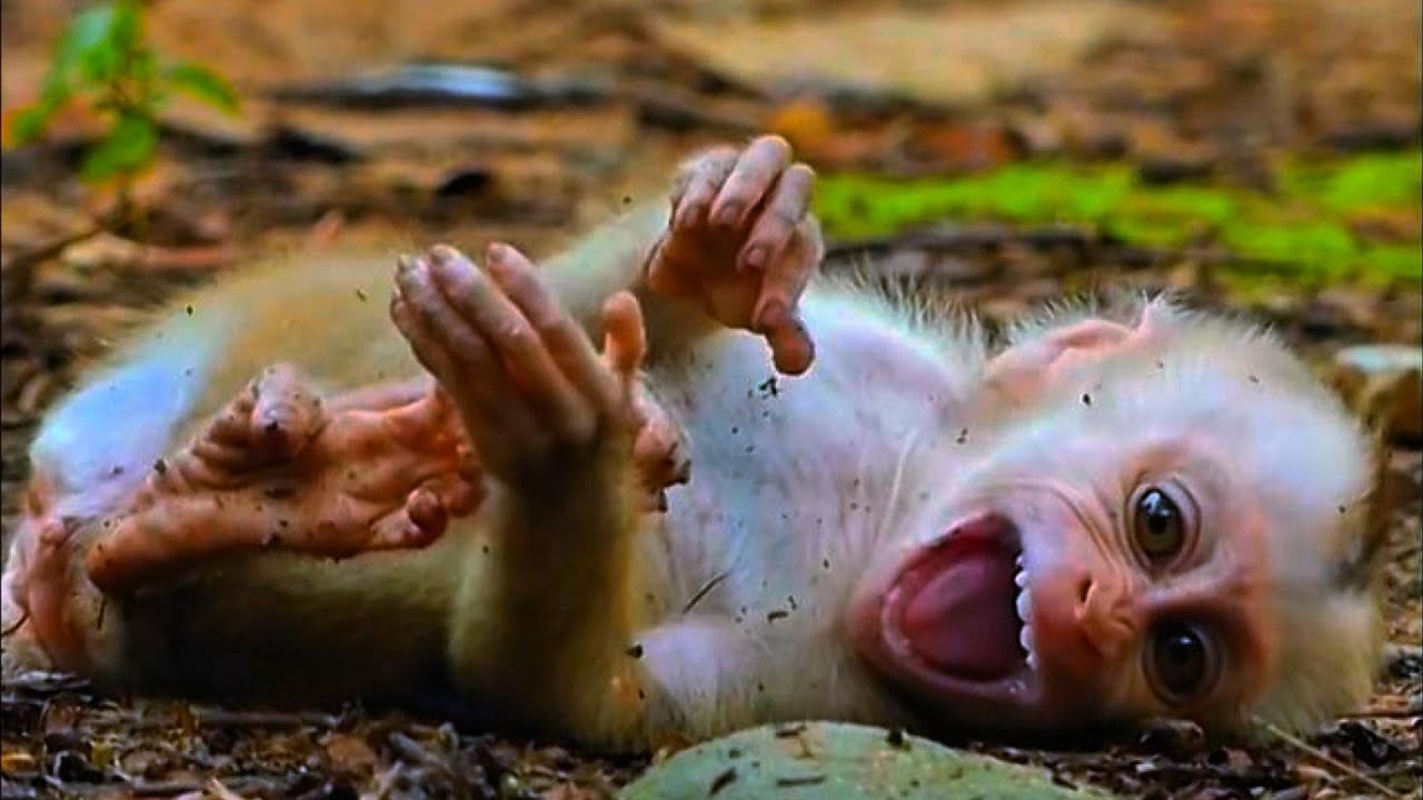 Monkey Baby's First Friends: Learning to Play Together, Oh! my god! baby milk powder monkey,