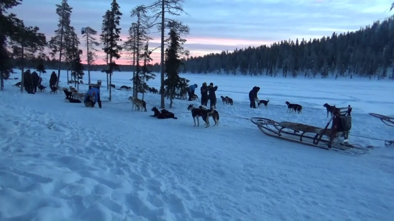 Dog Sled Adventure -The Ice Hotel in Kiruna, Sweden