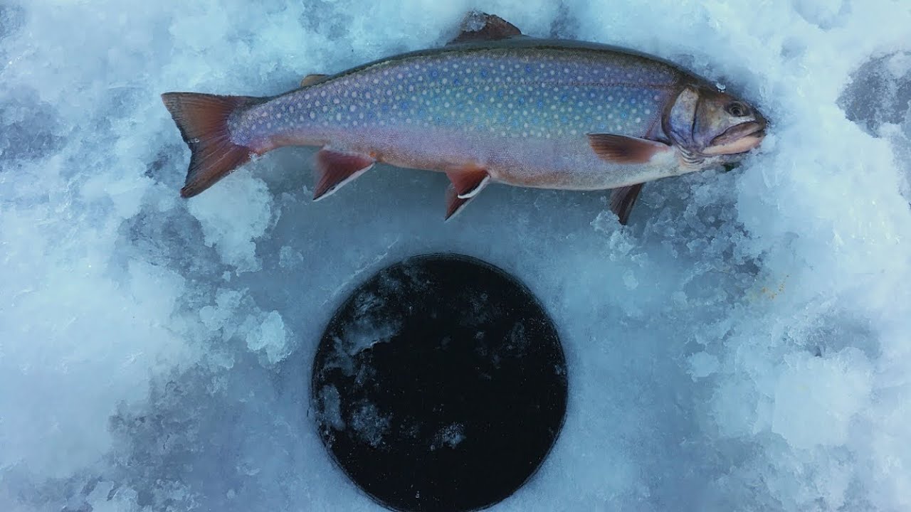 Ice Fishing High Elevation Lakes for Trout (TROPHY Brook Trout)