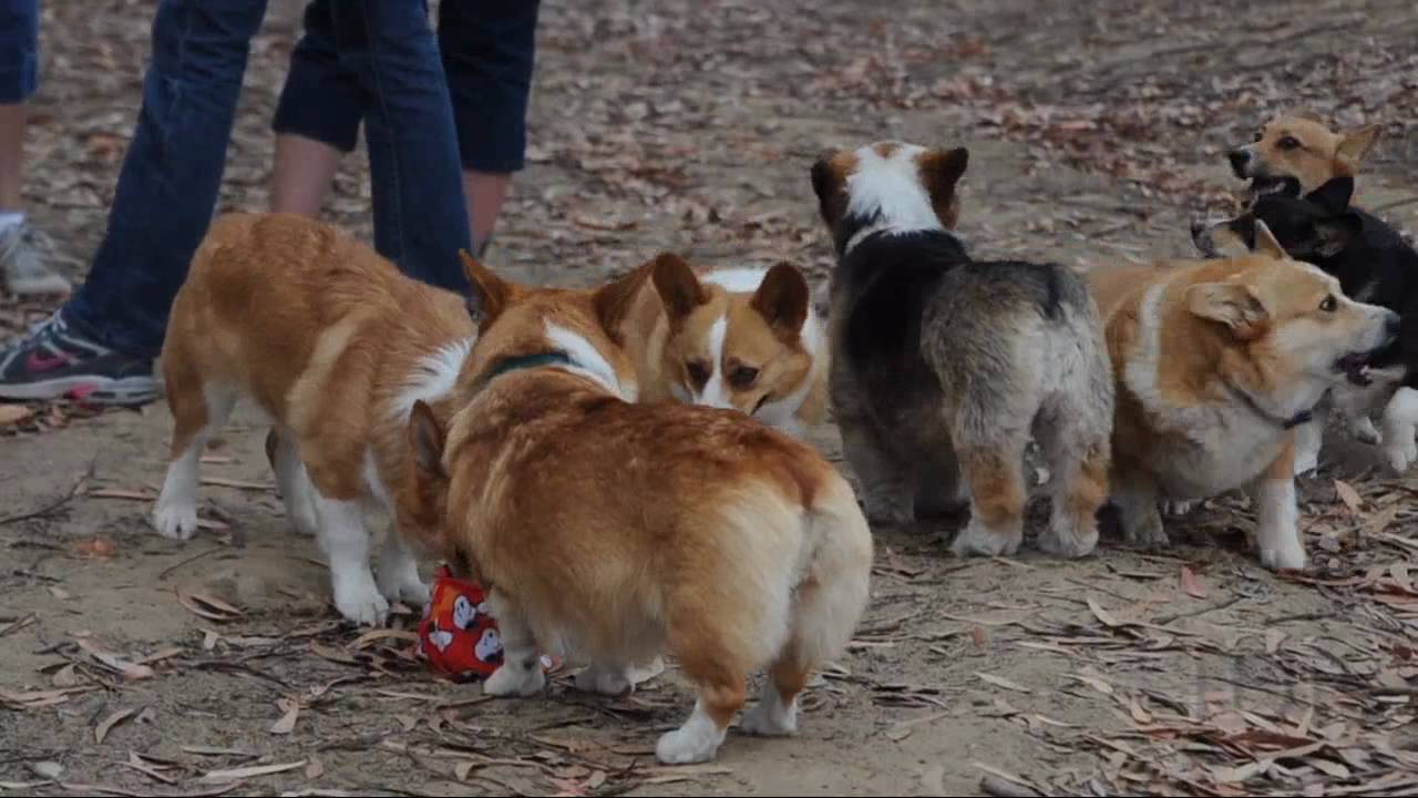 Corgi Farm Romp