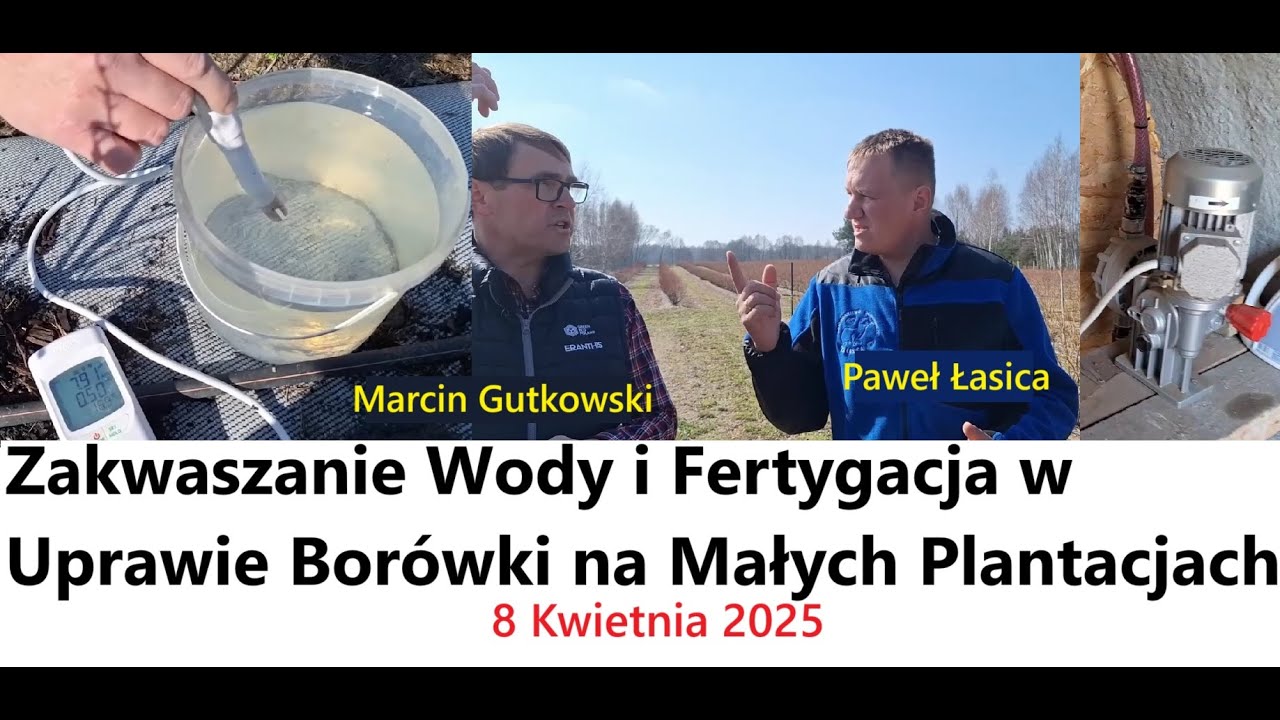 Zakwaszanie Wody i Fertygacja w Uprawie Borówki na Małych Plantacjach