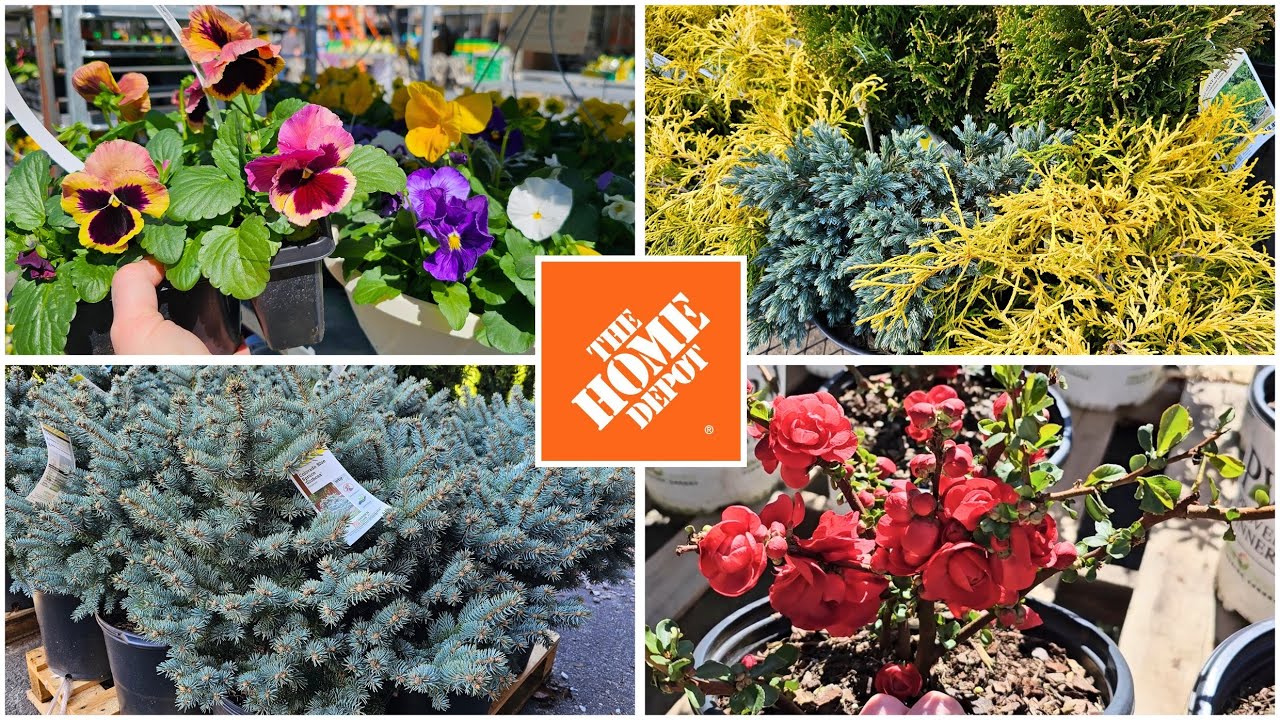 Home Depot NEW ARRIVALS! March 2025 Garden Center Inventory: Spring Trees, Shrubs, & Annual Flowers!