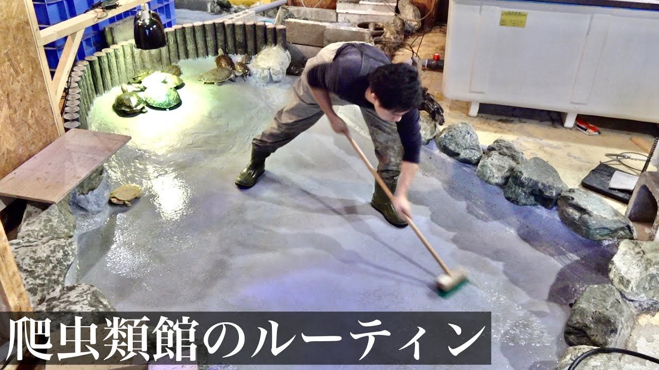 改装中の爬虫類館の1日のルーティン