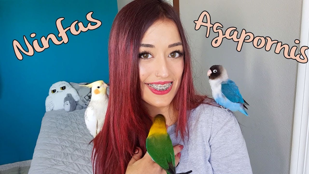 Agapornis VS Ninfas diferencias // DIGO QUE ESPECIE PREFIERO