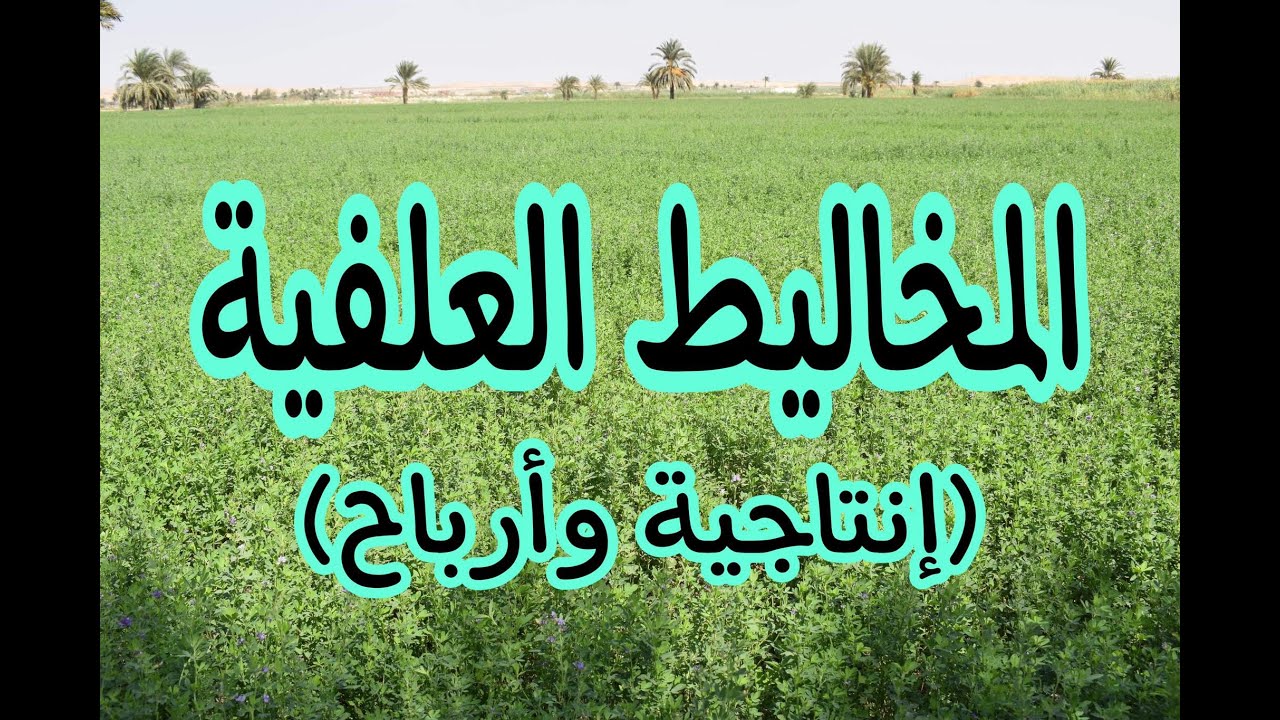 زراعة المخاليط العلفية.. الإنتاجية العالية والأرباح