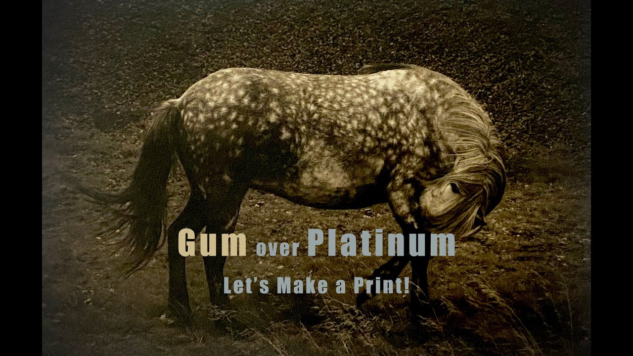 Let's Make a Gum over Platinum Print!