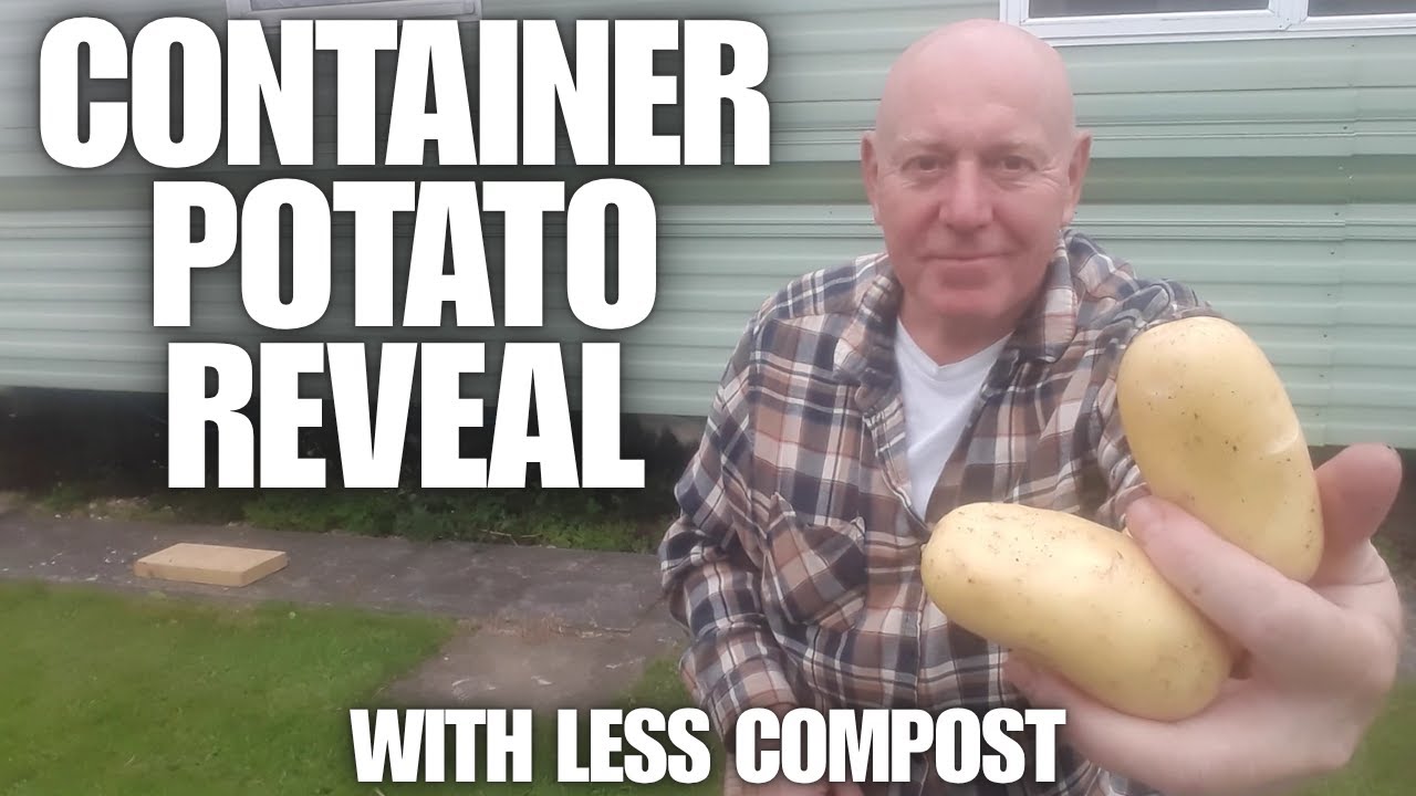 Another Container Potato Reveal But With Less Compost [Container Gardening ]