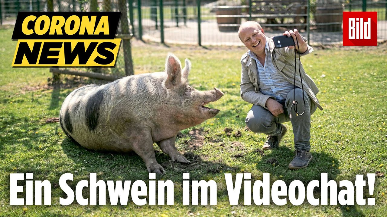Diese Tiere skypen mit dir! Gnadenhof wird wegen Corona-Krise erfinderisch