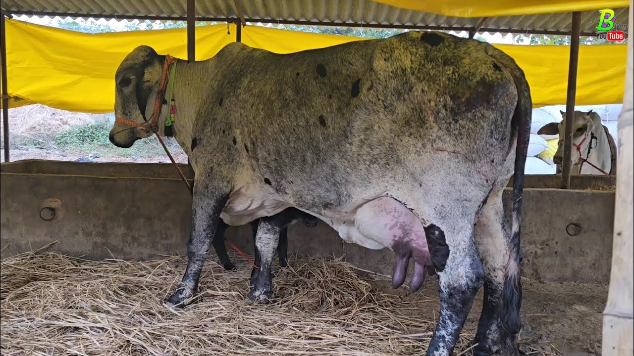 अच्छी भैंस व गाय की तलाश मे अपने घर से बाहर अलग-अलग जगहों पर जाना पडा | Bipin Singh Dildarnagar