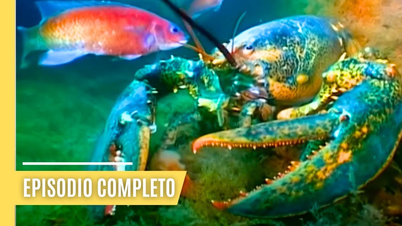 Langostas, guerreras de las profundidades | Episodio Completo