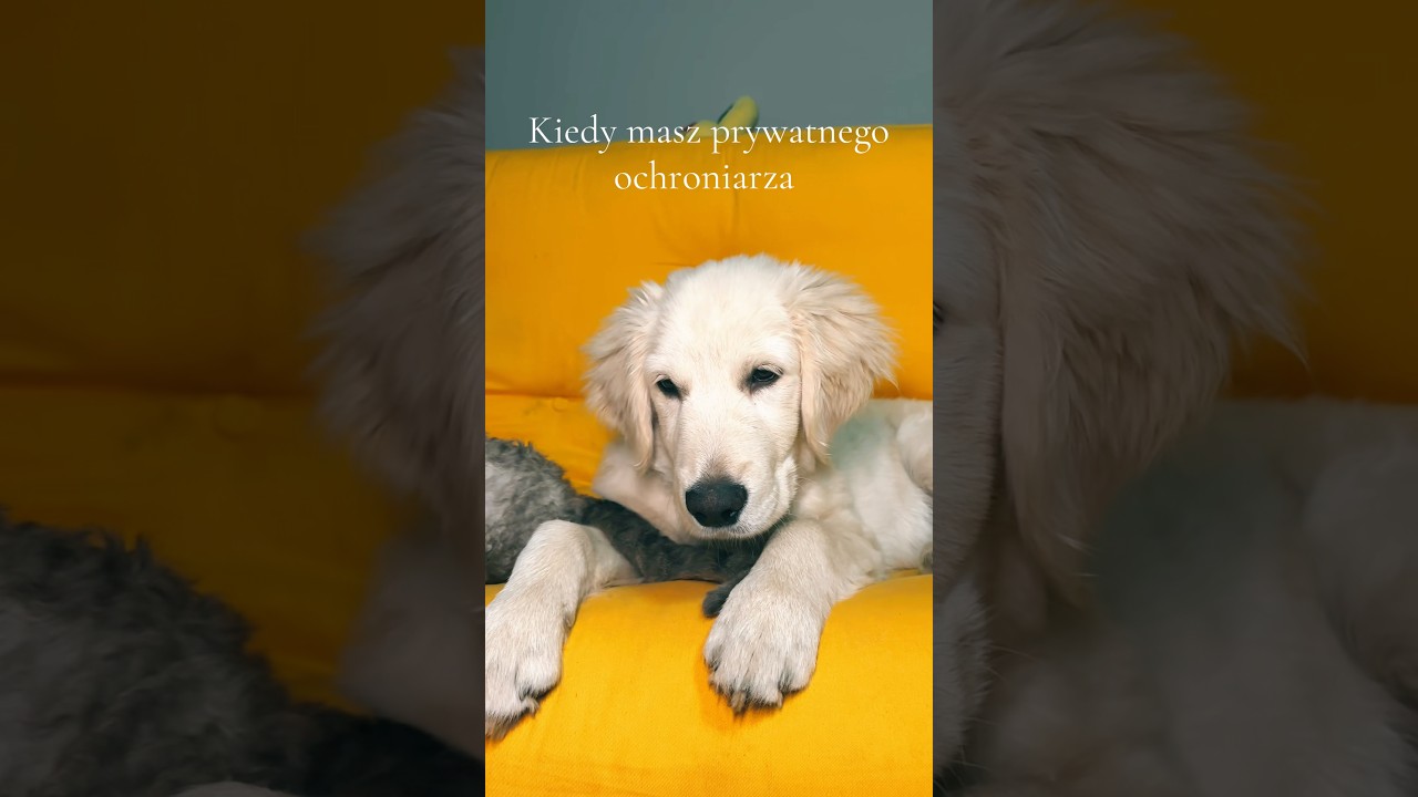 Tylko kt&oacute;ry jest ochroniarzem ?🤣🤣 #cat #dog #goldenretriever #drvonrex