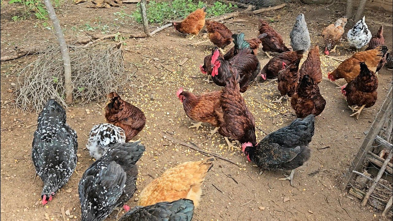 Como Preparar o Galinheiro e as Galinhas para o Inverno | Dicas para Evitar Preju&iacute;zos