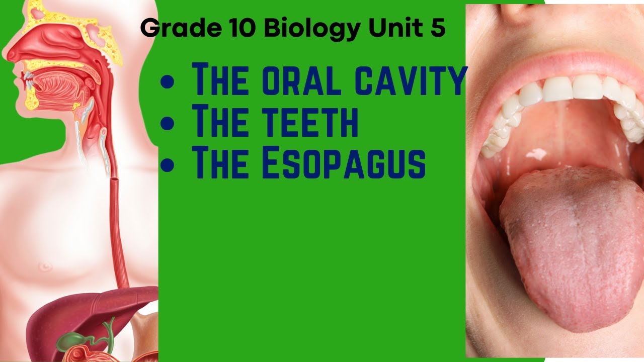 Grade 10 Biology Unit 5:The Oral cavity,The teeth  & The Esophagus (Under 5.1 ) | Saquama