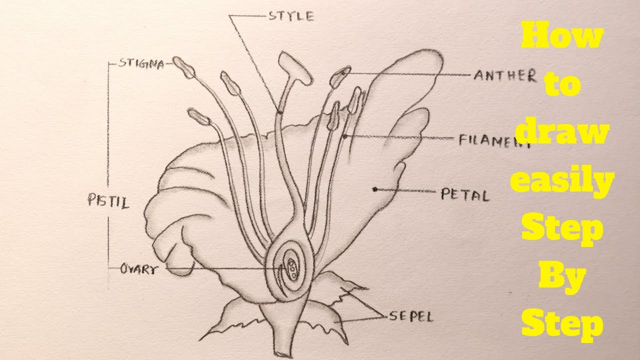 Draw a labelled diagram of the longitudinal section of a flower easily - step by step