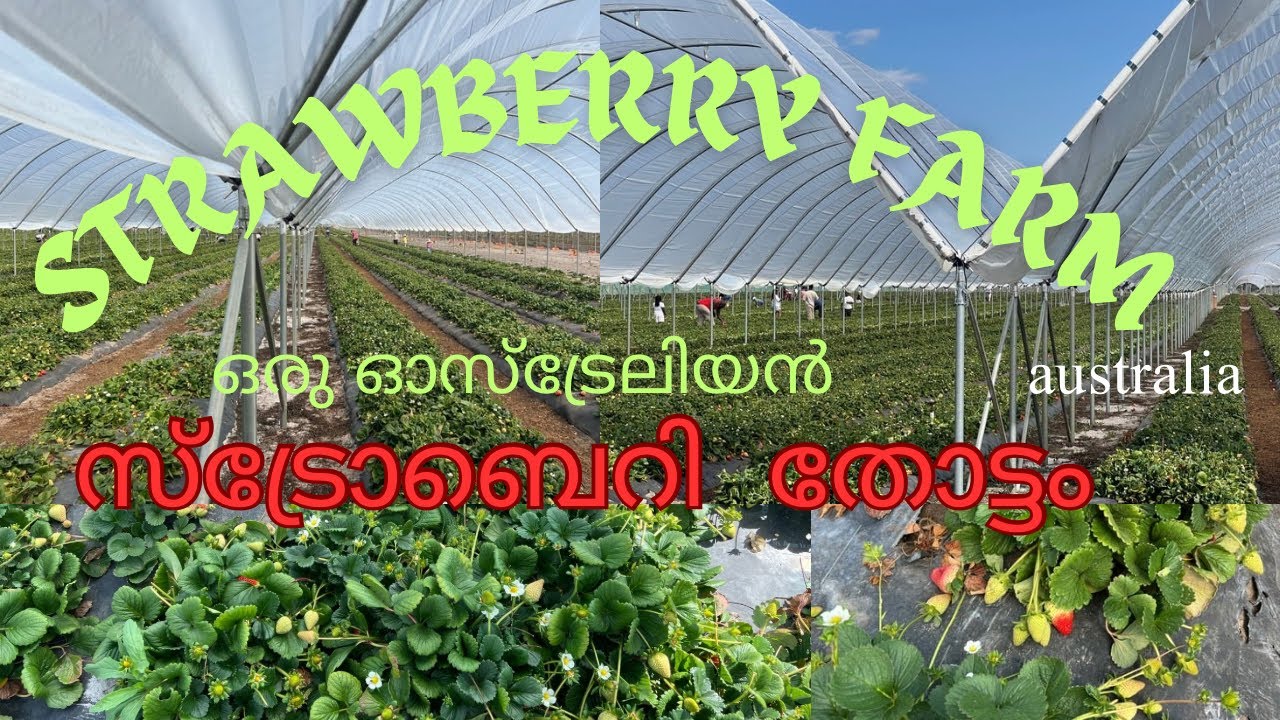 Strawberry farm#australia#ashraf cherkal#pick your own strawberry farm#bullsbrook