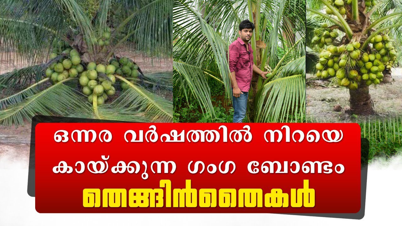 കേരളം മുഴുവന്‍ FREE DELIVARY #GANGABONDAM തെങ്ങിന്‍തൈകള്‍ #കുള്ളൻ തെങ്ങ് #MalayanDwarf #Thenginthai