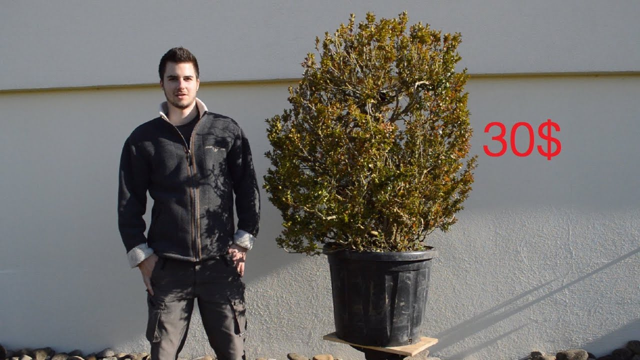 Bonsai for 30$ - Buxus sempervirens
