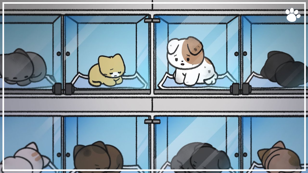 보호소라는 이름의 신종 펫샵, 뭐가 문제일까?