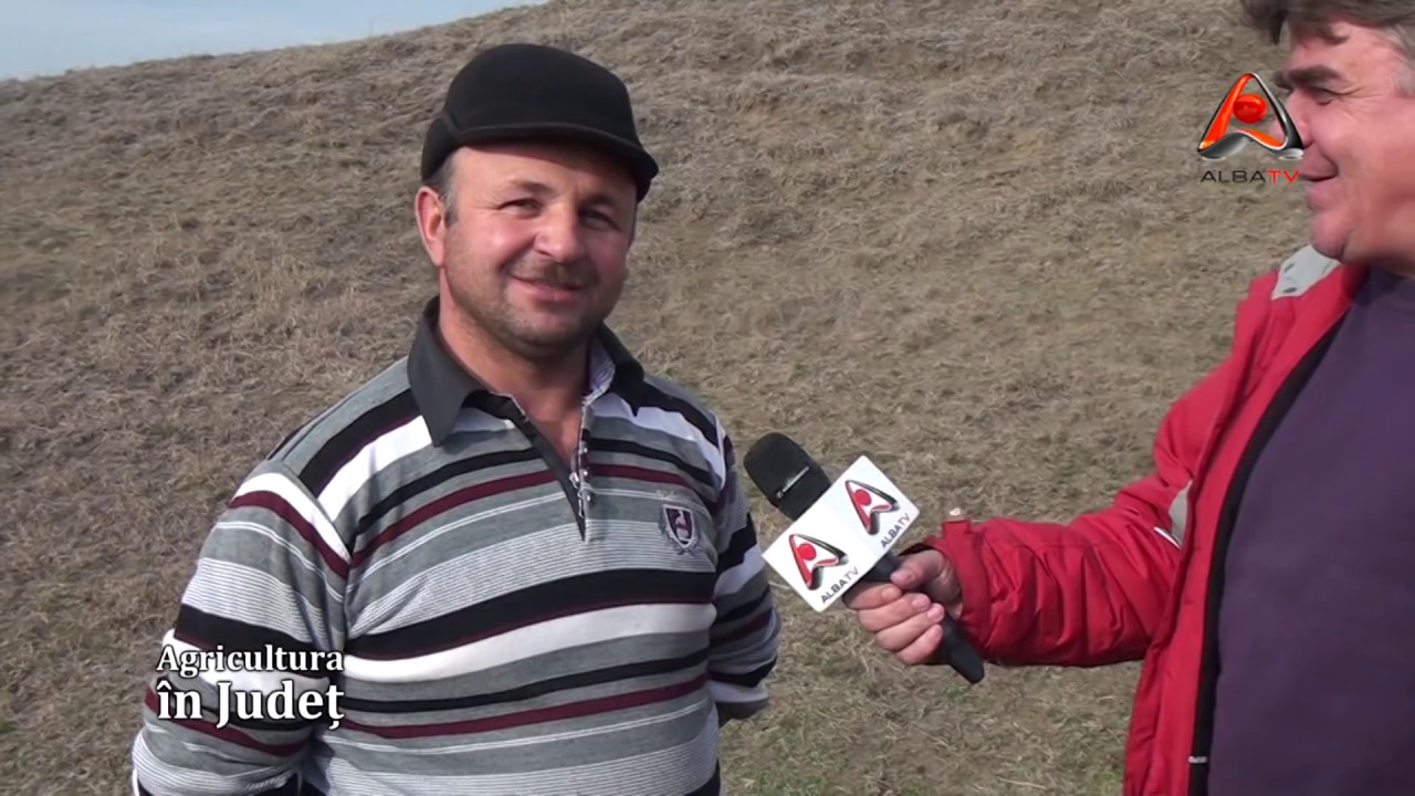AGRICULTURA IN JUDET | Afacere cu oi. Jina