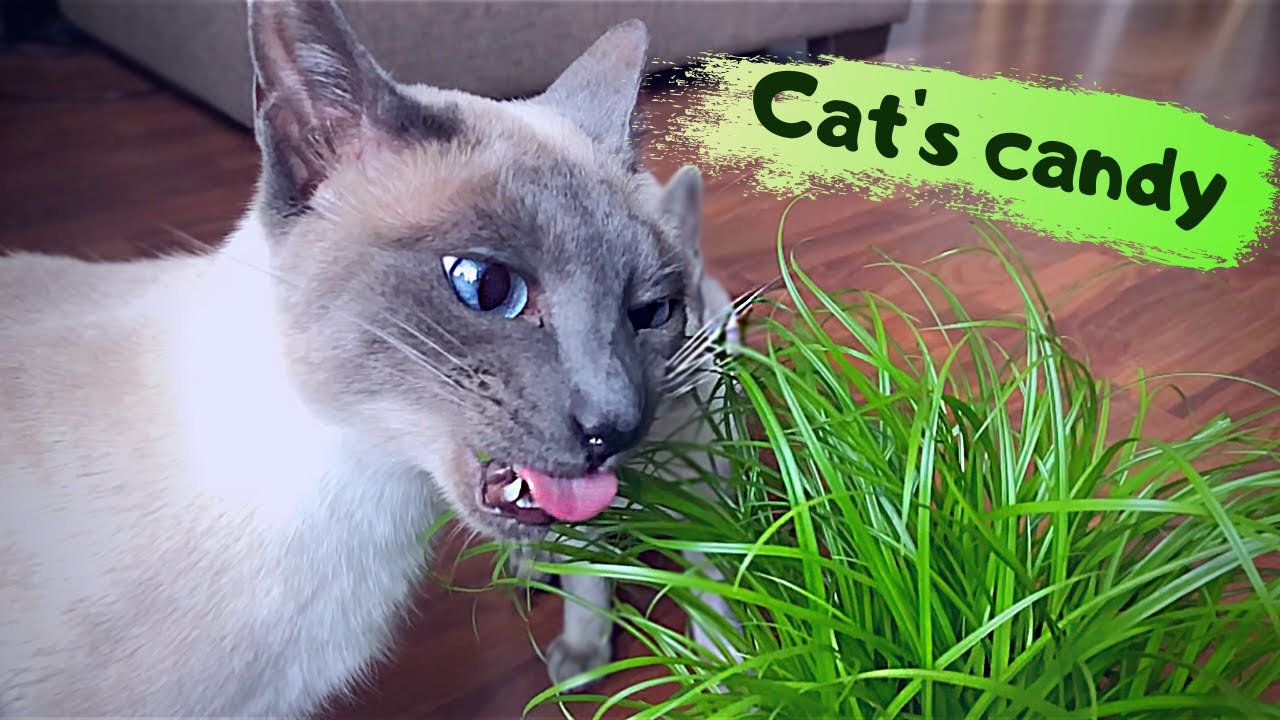 🌀Cat's candy | My cats go crazy for cat grass | Thai cats | Traditional Siamese cats