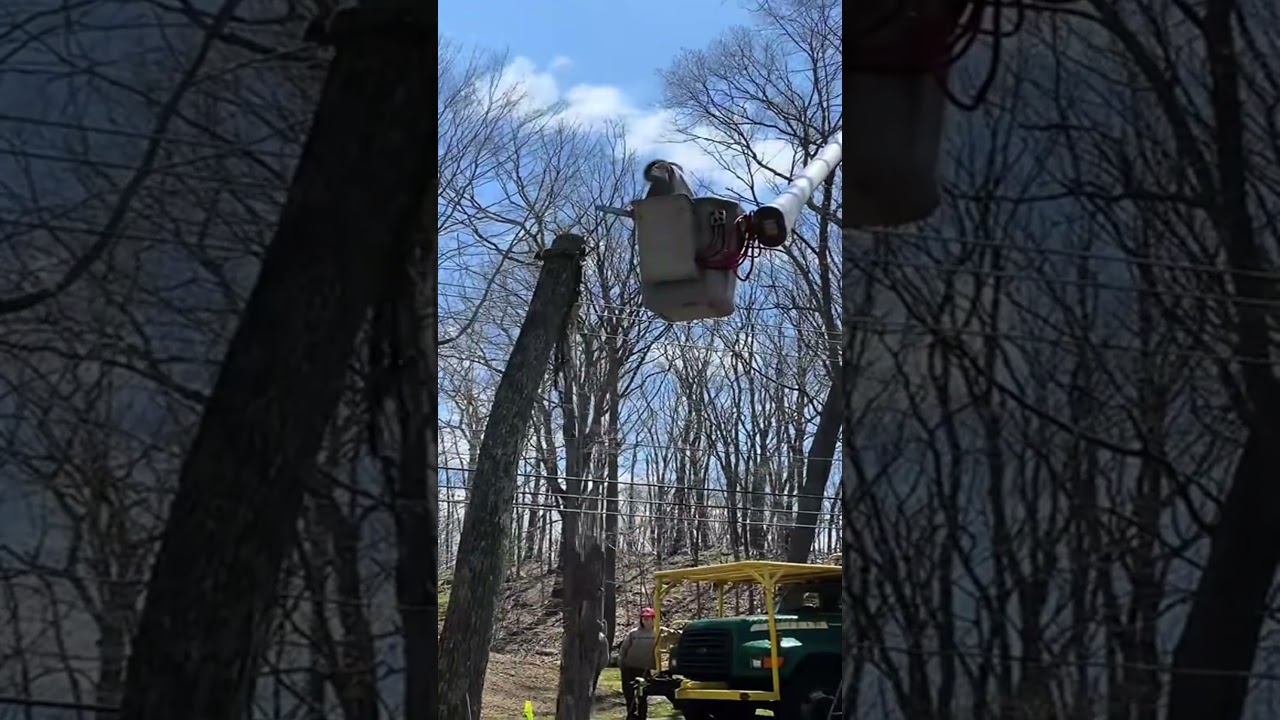 The busy season #treework #fy #treeservice #arblife #treeguy #arborist #arblife #treebiz #fyp