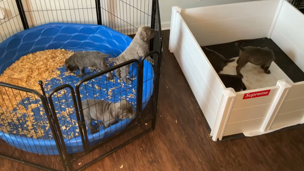 Feeding time for 6 weeks old Cane Corso puppies 🐶 