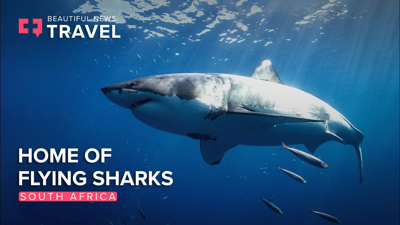 Gansbaai: Home of Flying Great White Sharks