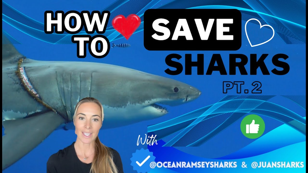 Did you know this method?! #SaveSharks Pt 2. by @JuanSharks & #OceanRamsey #SharkDiving #shark