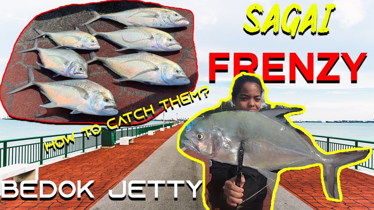 Bedok Jetty Fishing 2020: SAGAI Longfin Trevally Feeding FRENZY | Catch IT before it's too late!