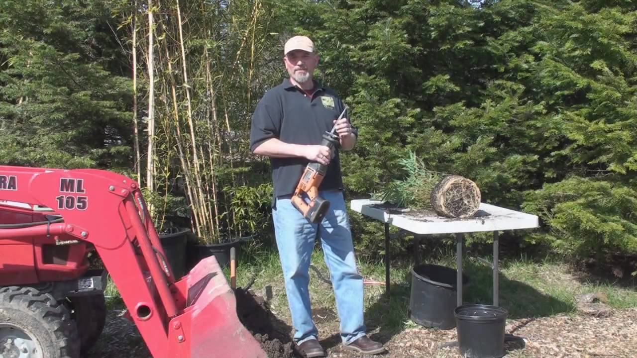 How to Divide a Clumping Bamboo