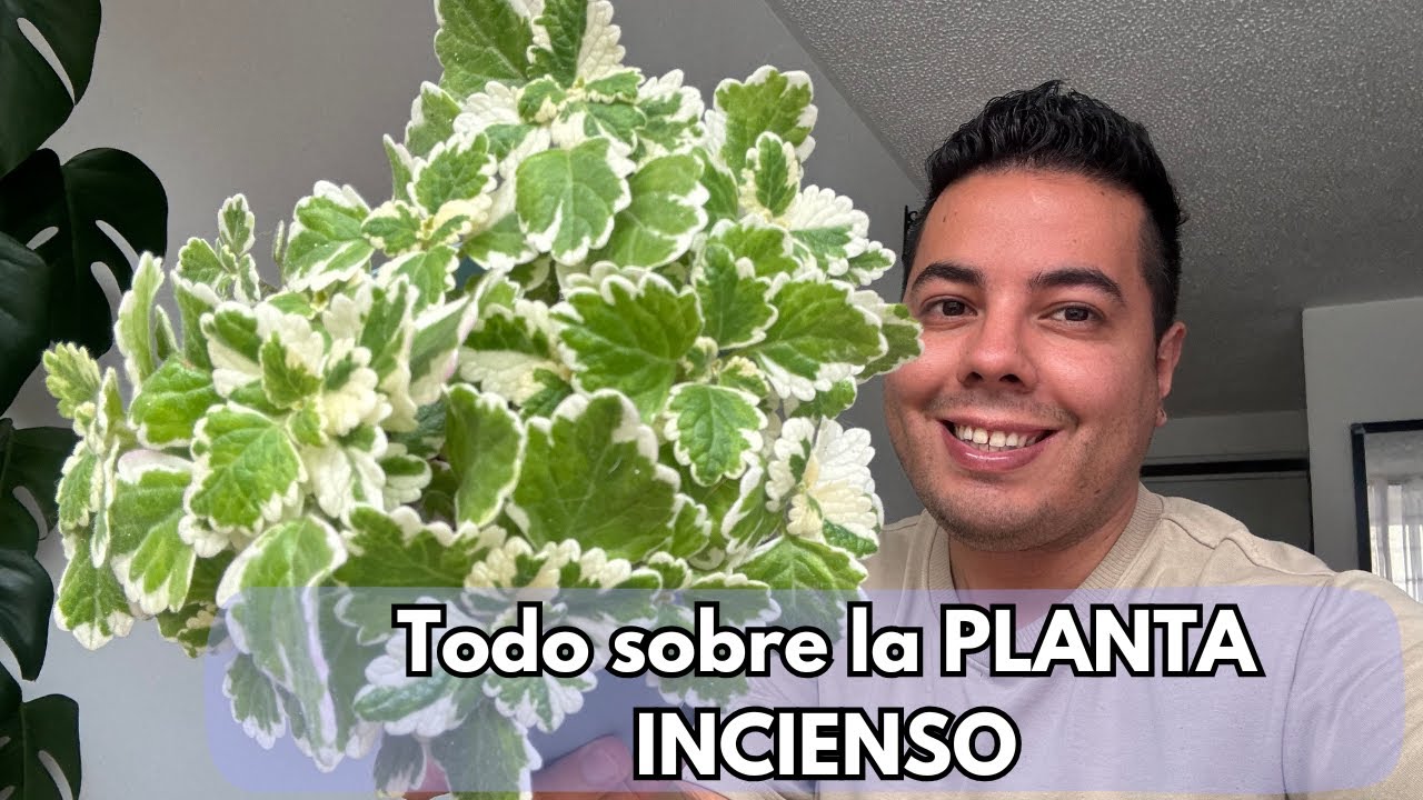 PLANTA DE INCIENSO 🌿 Cuidados, riego y secretos que nadie te explica