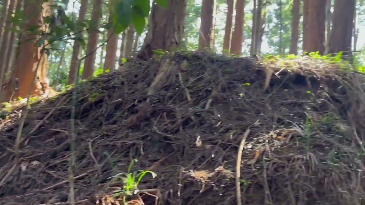 高尾山のその奥へ…景信山へ行ってみよう～！【その⑩さぁ、帰ろう！小仏峠の途中から…小仏峠に到着！】
