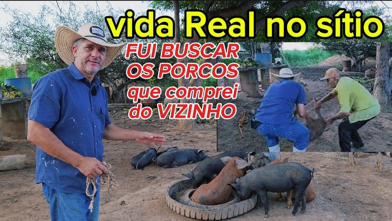 DEU UM TRABALHO PARA TRAZER OS PORCOS. Chegamos de noite em casa...