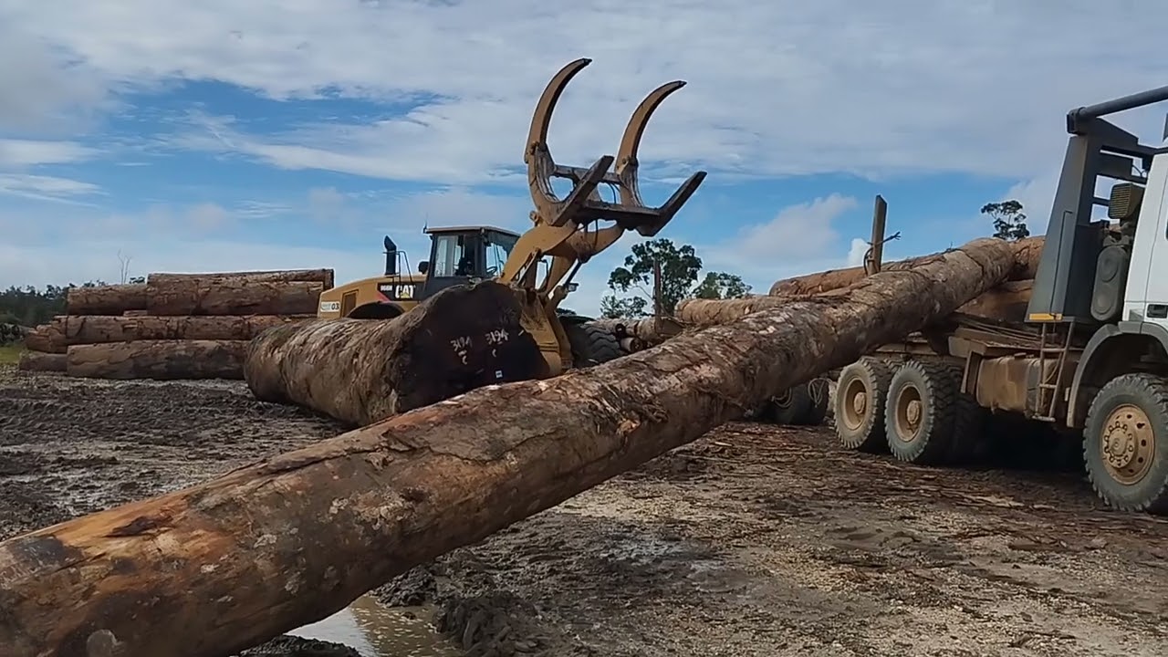 TIMBER! Execution Merbau Wood with Wheel Loader Driver Skill! Kayu Merbau #kayu #logging #indonesia 