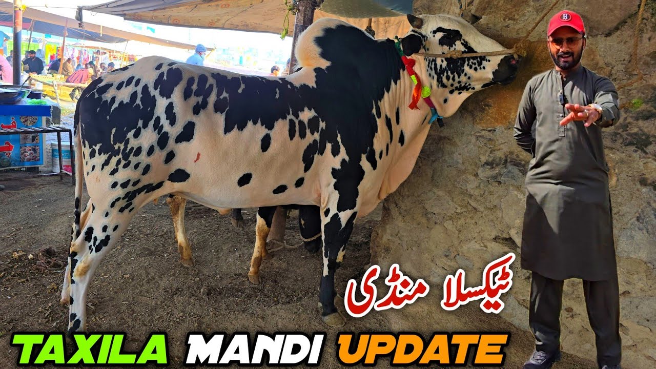 Taxila Mandi Latest Update 21 November 2025