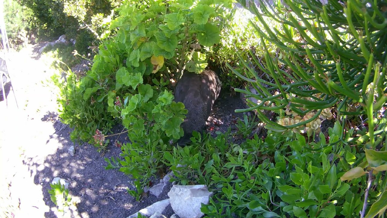 Peacock Nest Cam - Mama Peahen Returns and Rotates Eggs Before Nesting