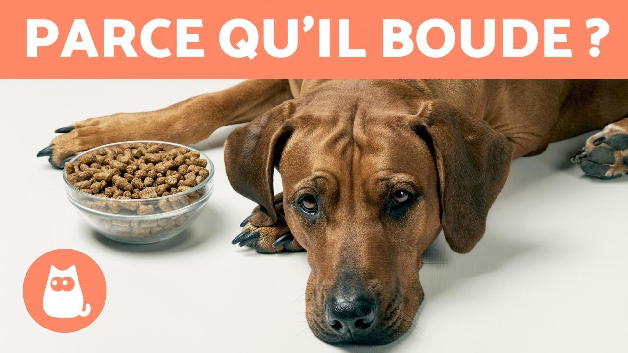 Mon CHIEN ne VEUT PLUS MANGER 🐶🥩 (7 remèdes maison ✅)