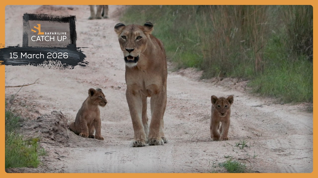 Лучшее из лучших — SafariLIVE Catch Up, 15 марта 2026 г.