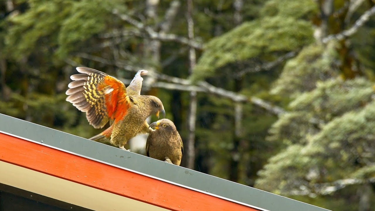 Kea Parrots Playing on a Roof in New Zealand