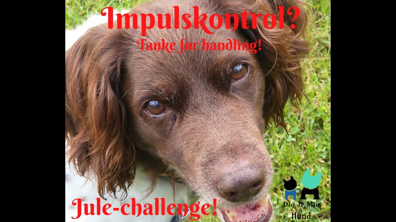 Jule-challenge - Impulskontrol? Tanke før handling!