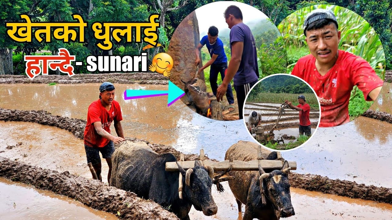 एक हप्ताकाे चर्को राेपाई भयो यसपालि 🤗🇳🇵 || Himal Sunari || Village Life || @sunarivlog2692.