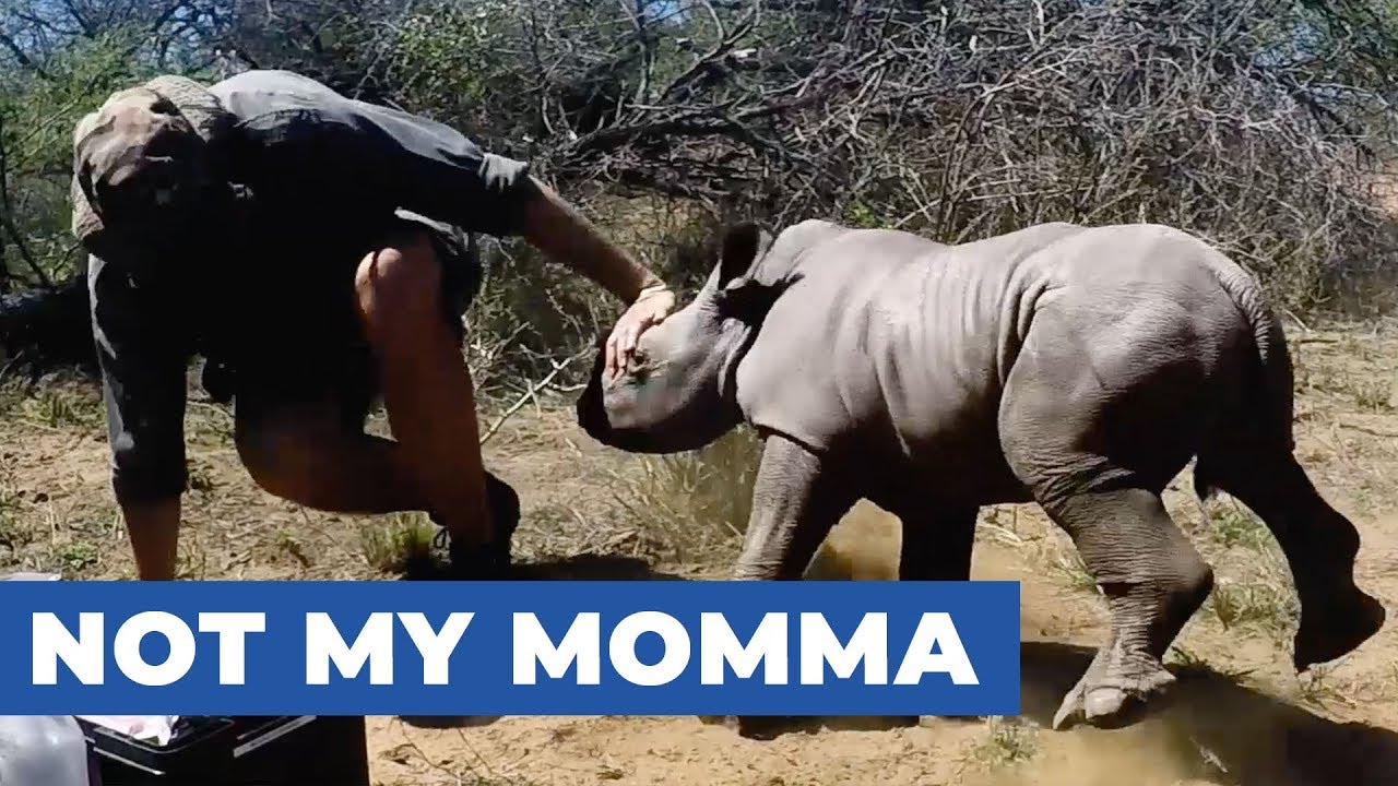 Protective Baby Rhino Guards Mother During Toe Treatment