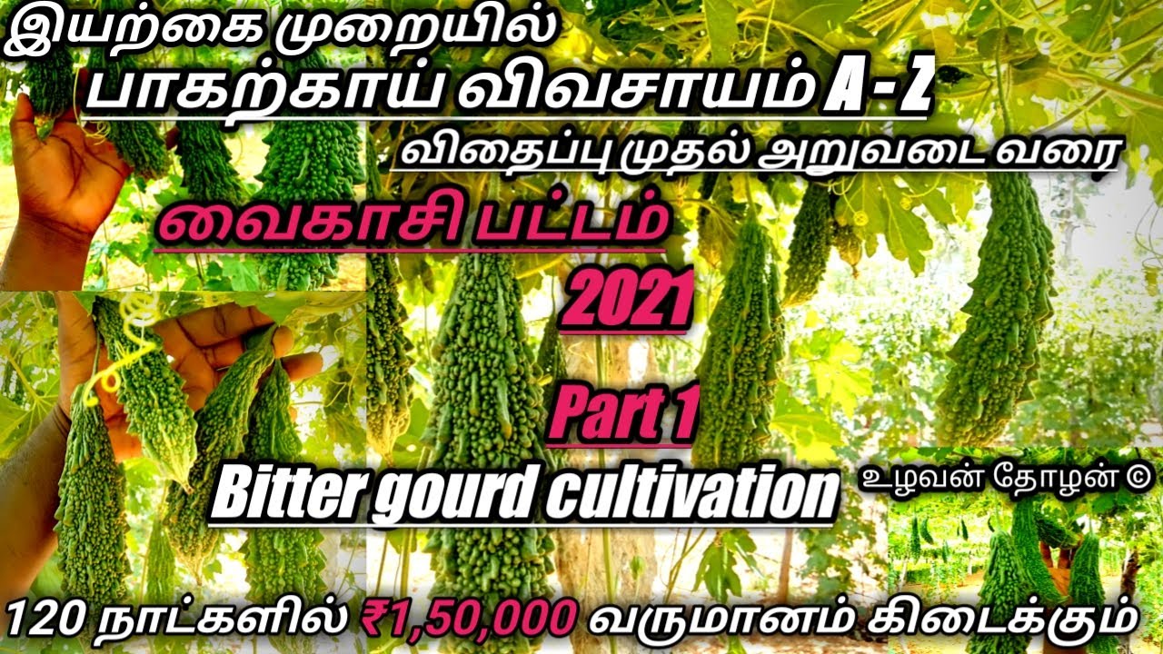 பாகற்காய் விவசாயம் |  Bitter gourd farming | பாகற்காய் சாகுபடி முறை தமிழில்