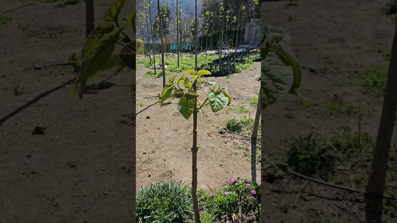 pruning Paulownia | Mar 2023#shortvideo #gardening #paulownia